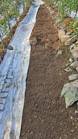 팜모닝 시금치·일상 게시글 이미지