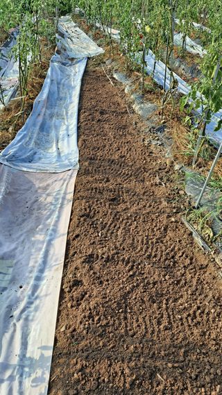 이애숙님의 시금치 · 일상 작성글 사진