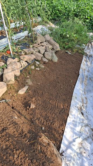 이애숙님의 시금치 · 일상 작성글 사진