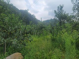 푸른눈늑대님의 사과 · 자연재해•동물피해 작성글 사진