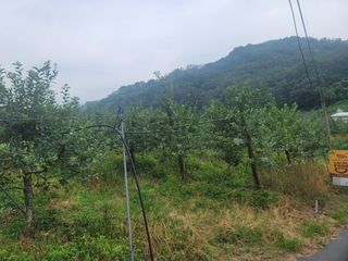 푸른눈늑대님의 사과 · 자연재해•동물피해 작성글 사진