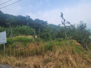 푸른눈늑대님의 사과 · 자연재해•동물피해 작성글 사진