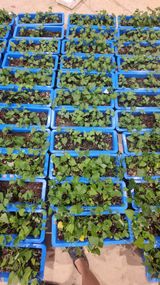 팜모닝 고구마·자유게시판 게시글 이미지