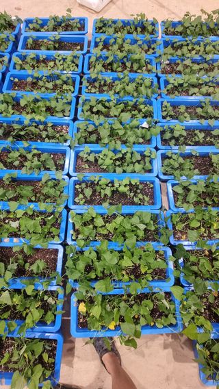 김동수님의 고구마 · 자유게시판 작성글 사진