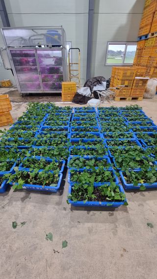 김동수님의 고구마 · 자유게시판 작성글 사진