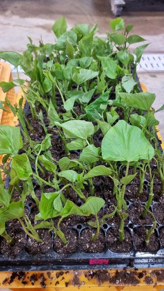 김동수님의 고구마 · 자유게시판 작성글 사진