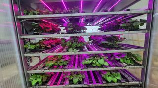 김동수님의 고구마 · 자유게시판 작성글 사진