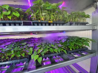 김동수님의 고구마 · 자유게시판 작성글 사진