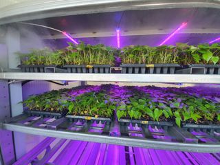 김동수님의 고구마 · 자유게시판 작성글 사진