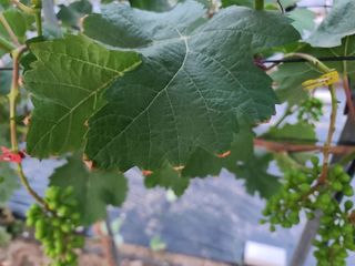 샤인잇슈님의 포도 · 병해충상담 작성글 사진