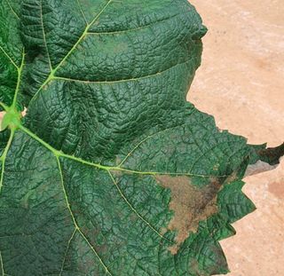 샤인잇슈님의 포도 · 병해충상담 작성글 사진