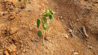 김홍환님의 참깨 · 병해충상담 작성글 사진