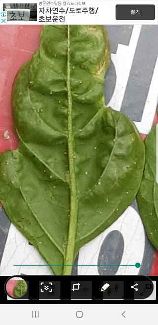 Michael S님의 고추 · 병해충상담 작성글 사진