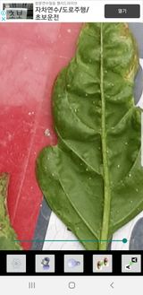 팜모닝 고추·병해충상담 게시글 이미지