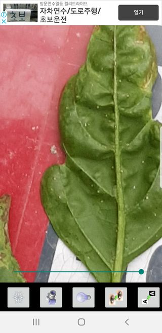 Michael S님의 고추 · 병해충상담 작성글 사진