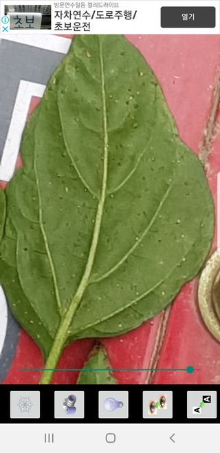 Michael S님의 고추 · 병해충상담 작성글 사진