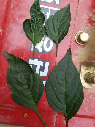 Michael S님의 고추 · 병해충상담 작성글 사진