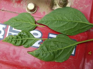 Michael S님의 고추 · 병해충상담 작성글 사진