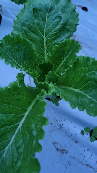 권오천님의 상추 · 영농일지 작성글 사진