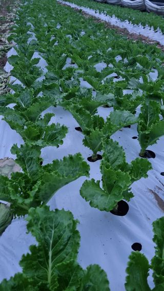 권오천님의 상추 · 영농일지 작성글 사진