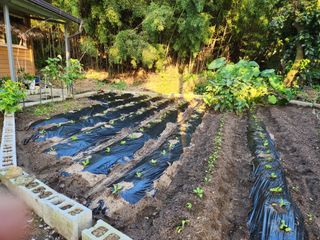 이인구님의 배추 · 파종•정식 작성글 사진