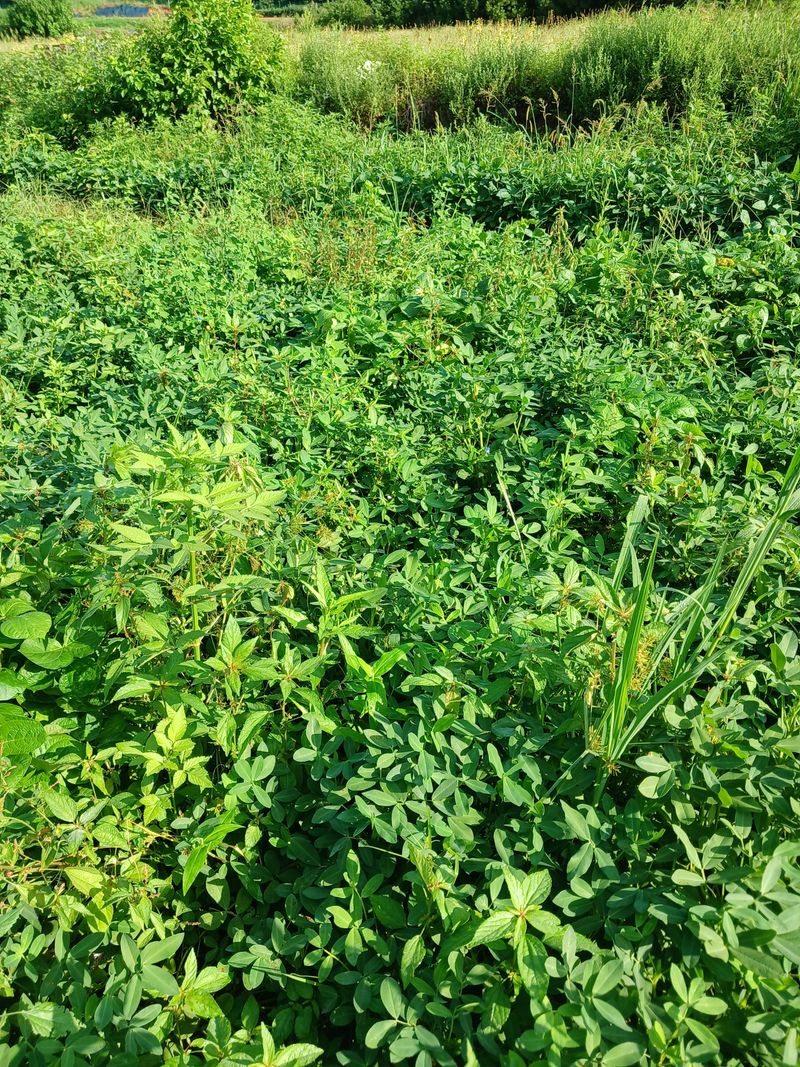 장터 상품 [풋땅콩 1kg부터 주문가능합니다.] 썸네일