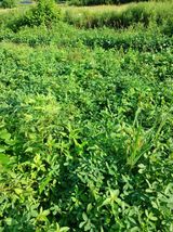 팜모닝 · 게시글 이미지