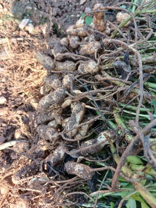 보미어르신님의 작성글 사진