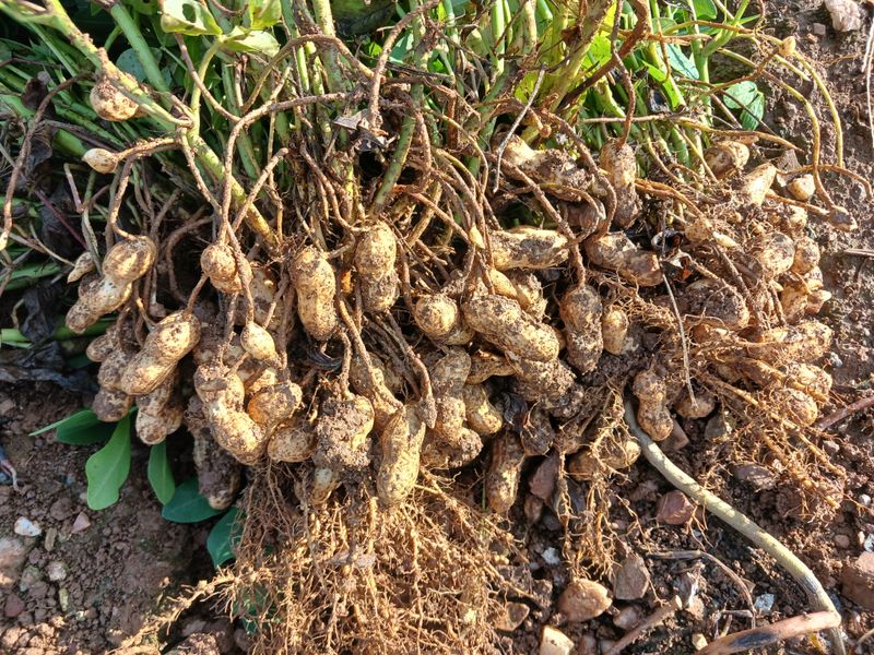 보미어르신님의 장터 판매 상품 [풋땅콩 1kg부터 주문가능합니다.] 첨부 사진