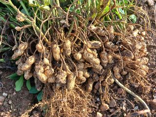 보미어르신님의 작성글 사진