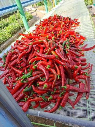 강정희님의 고추 · 수확 작성글 사진