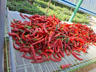 강정희님의 고추 · 수확 작성글 사진