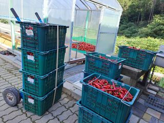 강정희님의 고추 · 수확 작성글 사진