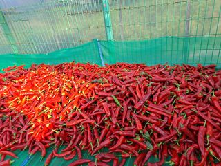 강정희님의 고추 · 수확 작성글 사진