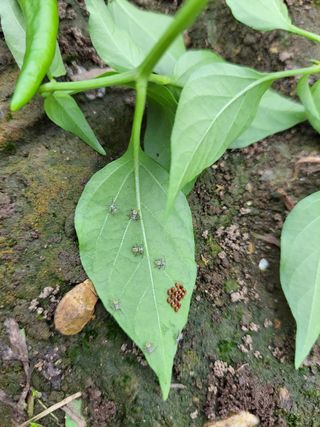 아라농원님의 고추 · 병해충상담 작성글 사진