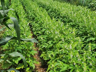 together님의 작목반,동호회 등 나의 모임은? · 참여글 작성글 사진