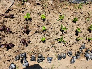 together님의 작목반,동호회 등 나의 모임은? · 참여글 작성글 사진