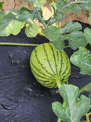 together님의 작목반,동호회 등 나의 모임은? · 참여글 작성글 사진