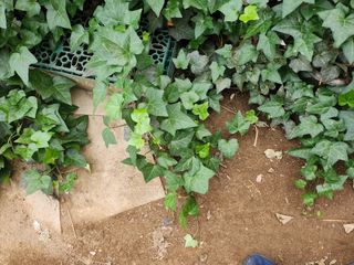 together님의 작목반,동호회 등 나의 모임은? · 참여글 작성글 사진