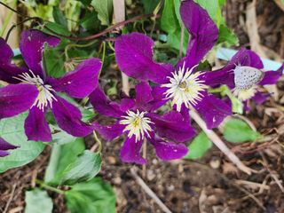 together님의 작목반,동호회 등 나의 모임은? · 참여글 작성글 사진