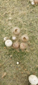 팜모닝 기타작물·병해충상담 게시글 이미지