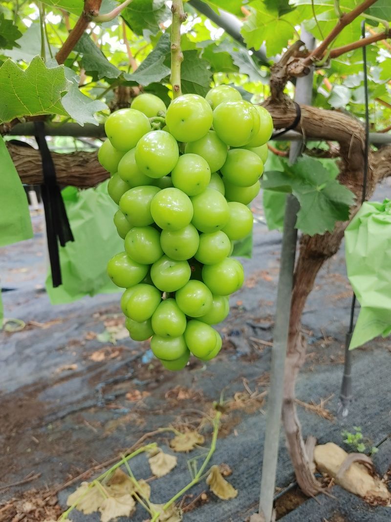 장터 상품 [샤인머스캣2Kg] 썸네일