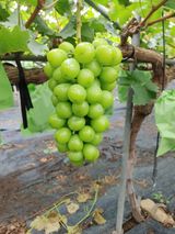 팜모닝 · 게시글 이미지