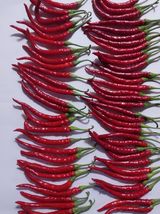 팜모닝 고추·품종•종자 게시글 이미지