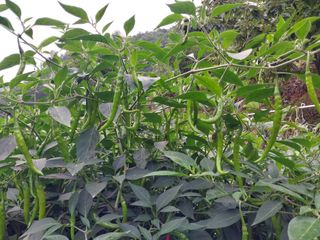 김정술님의 고추 · 품종•종자 작성글 사진