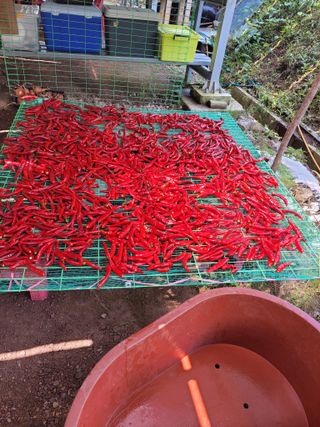 정자형님의 고추 · 수확 작성글 사진