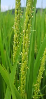 팜모닝 벼·자유게시판 게시글 이미지