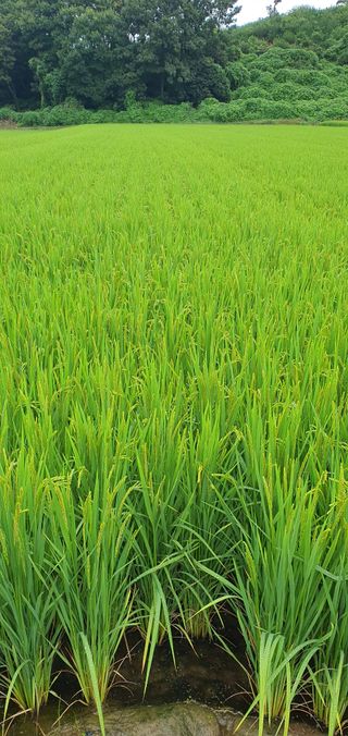 하얀그림자님의 벼 · 자유게시판 작성글 사진