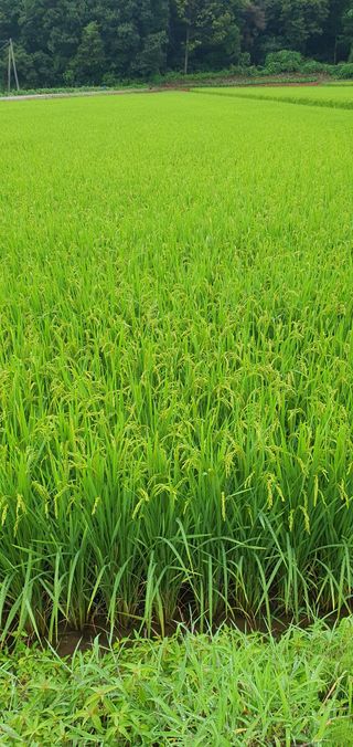하얀그림자님의 벼 · 자유게시판 작성글 사진