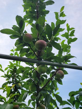 황인성님의 자두 · 병해충상담 작성글 사진